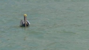 Pelikan sudan kameraya doğru kalkıyor.