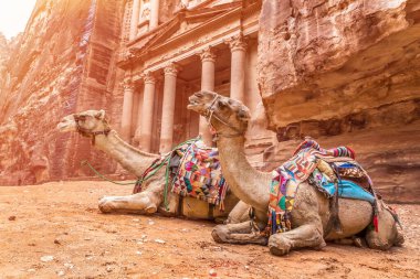 Ürdün, Petra turistik merkezi. Ürdün 'ün Petra kentindeki kayaya oyulmuş El Khazneh hazinesinin yanında iki bedeve dinleniyor. Petra Dünya 'nın Yeni Yedi Harikası' ndan biri.