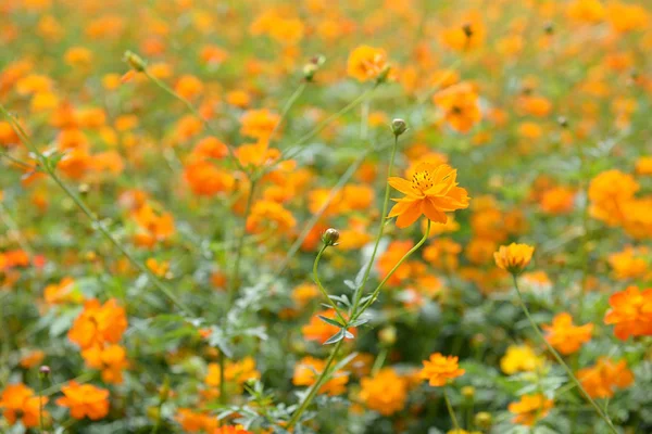 美しいピンクのコスモスの花の完全なフィールド — ストック写真