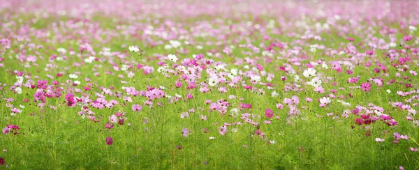 Krásné růžové cosmos květy plné pole — Stock fotografie