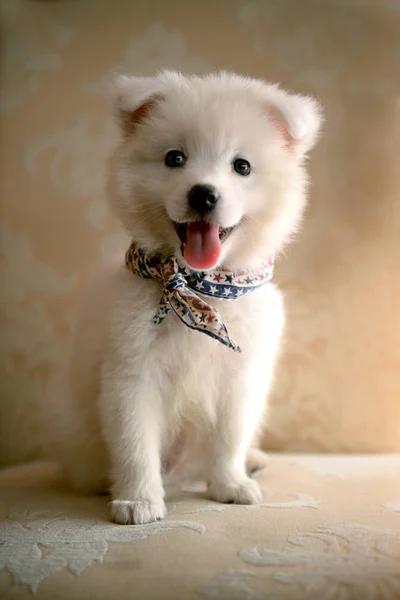 Birçok kişi için köpek evde beslenen hayvan. Şirin sadakat ve aşk bu.