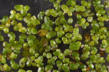 Kırmızı hava kabarcıkları