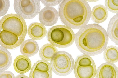 Desen ile yeşil yüzükler