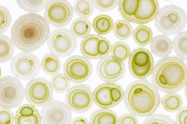 Kırmızı hava kabarcıkları