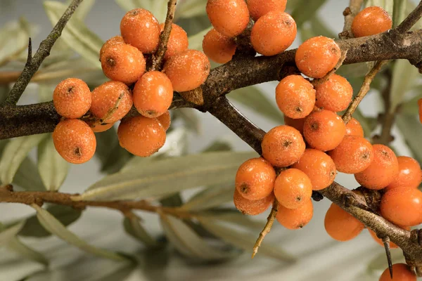 vahşi turuncu topalak