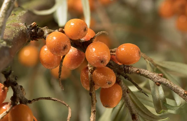 Vahşi oragne bucktorn