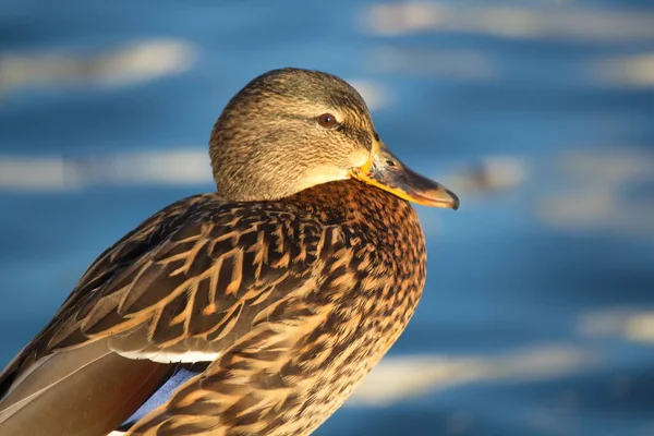 Wildente Brunnenrand — Stockfoto