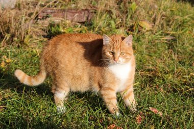 Kırmızı kedi paslı bir tankta oturuyor.