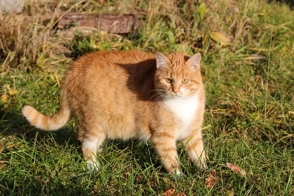 Kırmızı kedi paslı bir tankta oturuyor.