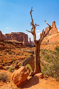 Utah ardıç Arches Ulusal Parkı'nda