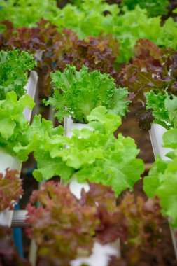 Yeşil hydroponic organik salata sebze gruptaki, Tayland. Sele