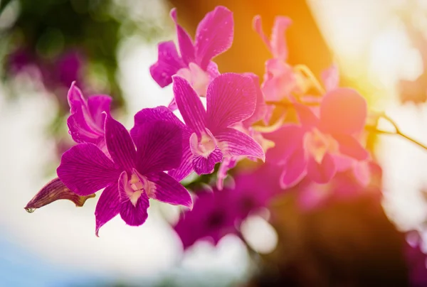 Piękny kwiat orchidea Dendrobium fioletowe w ogrodzie orchidei. — Zdjęcie stockowe