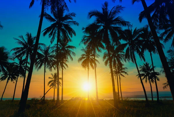 Palmeiras de coco silhueta na praia ao pôr do sol. — Fotografia de Stock
