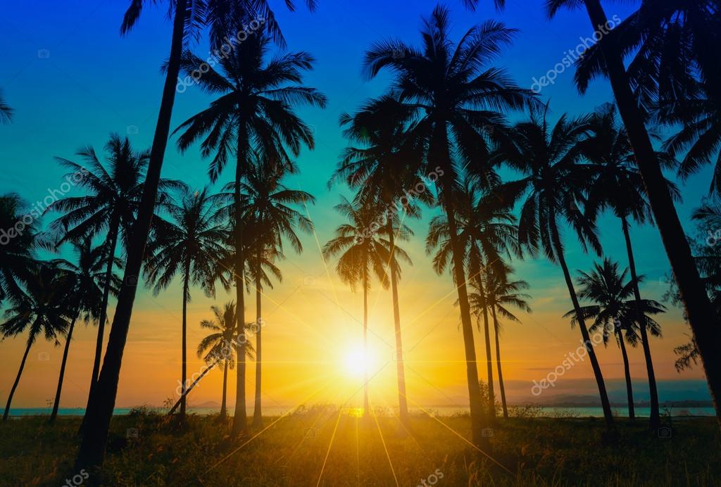 Silhouette Coconut Palm Trees On Beach At Sunset — Stock Photo