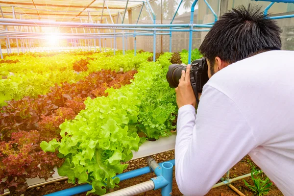 Fotografia tirando foto na fazenda de vegetais de salada orgânica hidropônica verde . — Fotografia de Stock