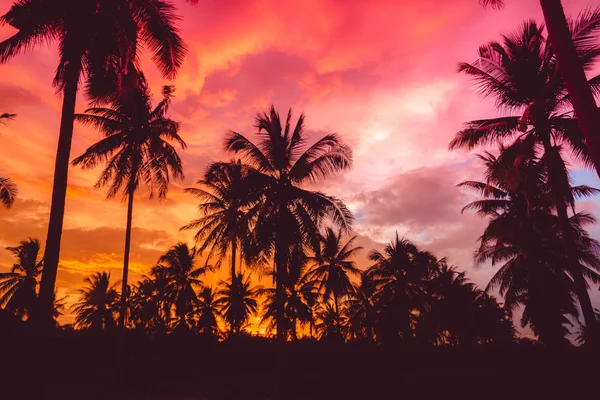 Silhouette cocotiers sur la plage au coucher du soleil. Ton vintage. — Photo