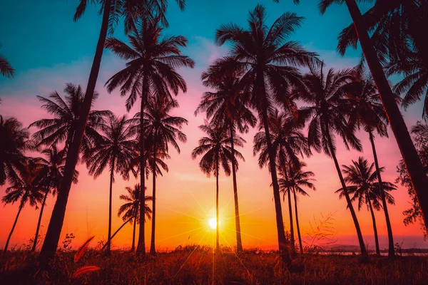 Silhouet kokosnoot palmbomen op het strand bij zonsondergang. Vintage toon. — Stockfoto