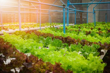 Tayland 'daki çiftlikte yeşil hidroponik organik salata. Seçici odak