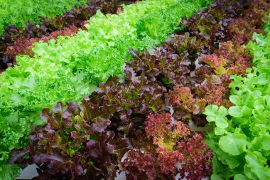 Tayland 'daki çiftlikte yeşil hidroponik organik salata. Seçici odak