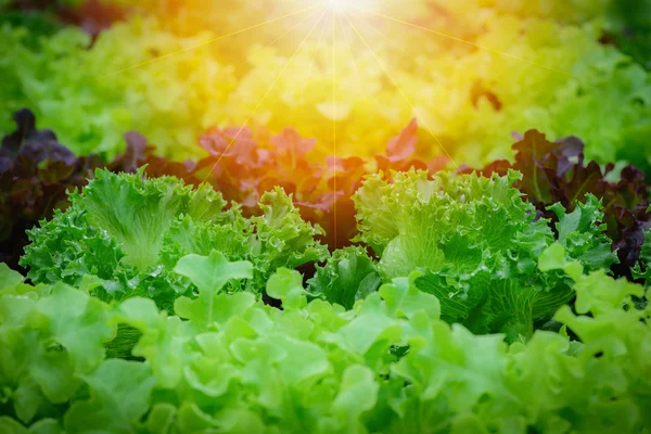 Πράσινο υδροπονικό οργανικό λαχανικό σαλάτας σε αγρόκτημα, Ταϊλάνδη. Επιλεκτική εστίαση — Φωτογραφία Αρχείου