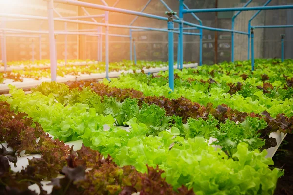 Légumes à salade vert hydroponique biologique à la ferme, Thaïlande. Concentration sélective — Photo