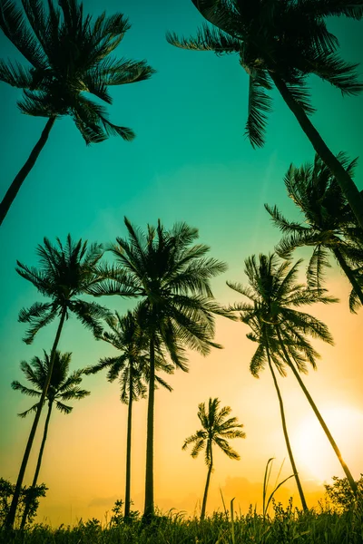 Silueta kokosové palmy na pláži při západu slunce. Ročník tónu. — Stock fotografie