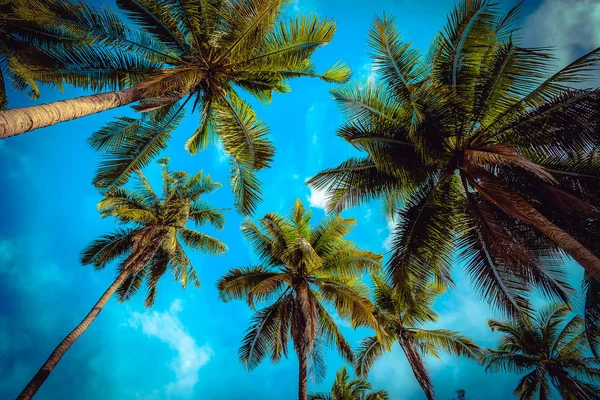코코넛 야 자 나무에 푸른 하늘 배경입니다. 빈티지 톤 — 스톡 사진