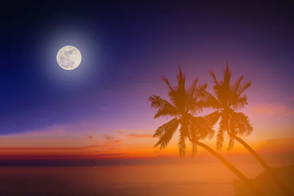 황혼에 달과 함께 해변에 실루엣 코코넛 야 자 나무 — 스톡 사진