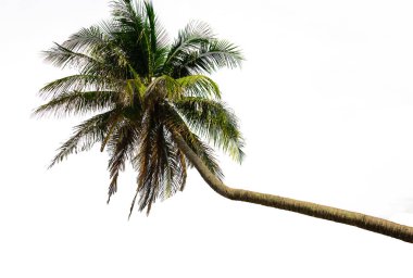 Beyaz arka plan üzerinde izole Hindistan cevizi palmiye ağaçları. Kırpma yolu dahil.