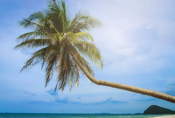 푸른 하늘 배경 해변 코코넛 야 자 나무. — 스톡 사진