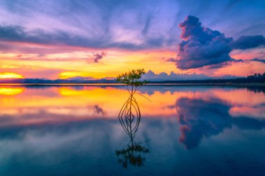 Gün batımı arka plan denizde mangrov silüeti.