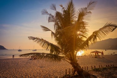 Phuket, Tayland için gün batımında sahilde siluet Hindistan cevizi palmiye ağaçları. Vintage sesi.