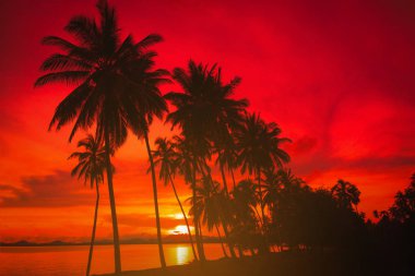 Gün batımında sahilde siluet hindistan cevizi palmiyeleri. Klasik ton.