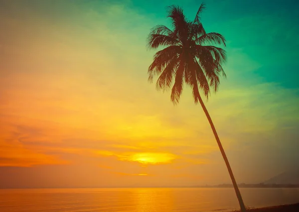 Silhouette coconut palm trees on beach at sunset. Vintage tone. — Stock Photo, Image