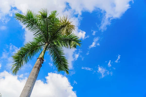 Palmeras de coco en la playa y cielo azul con fondo de nubes . —  Fotos de Stock