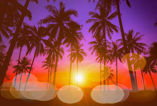 Silueta cocoteros en la playa al atardecer. Tono vintage. — Foto de Stock