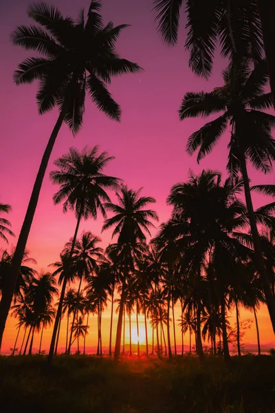 Silhouette cocotiers sur la plage au coucher du soleil. Ton vintage. — Photo