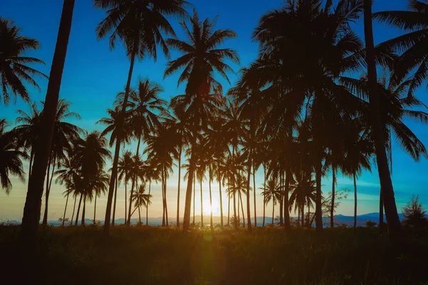 Силуэт кокосовые пальмы на пляже на закате. Винтажный тон. — стоковое фото
