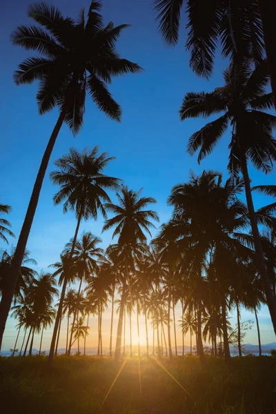 Silhouet kokosnoot palmbomen op het strand bij zonsondergang. Vintage toon. — Stockfoto