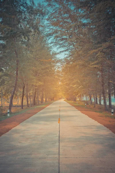 Bela estrada entre pinheiros em dia ensolarado. Tom vintage — Fotografia de Stock