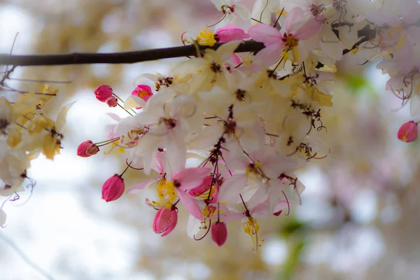 (İsteyen ağaç, pembe duş, cassia bakeriana craib) pembe cassia Tayland bokeh arka plan ile. Seçici odak — Stok fotoğraf