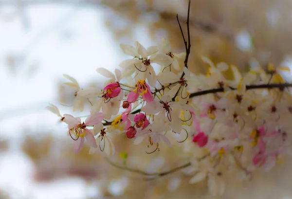 (İsteyen ağaç, pembe duş, cassia bakeriana craib) pembe cassia Tayland bokeh arka plan ile. Seçici odak — Stok fotoğraf