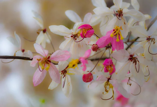 (İsteyen ağaç, pembe duş, cassia bakeriana craib) pembe cassia Tayland bokeh arka plan ile. Seçici odak — Stok fotoğraf