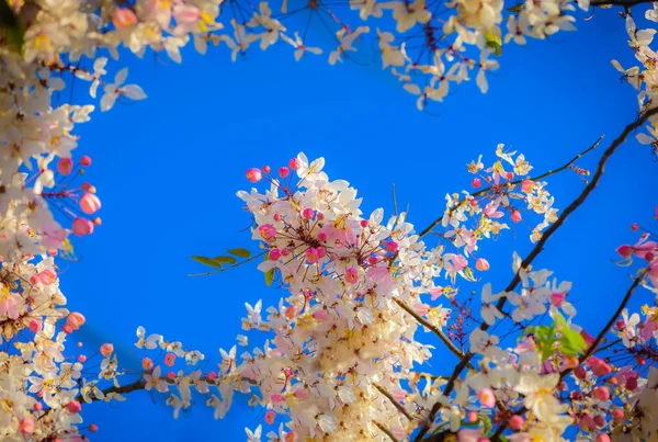 Tayland mavi gökyüzü arka plan üzerinde pembe cassia çiçekler (isteyen ağaç, pembe duş, cassia bakeriana craib). Seçici odak — Stok fotoğraf