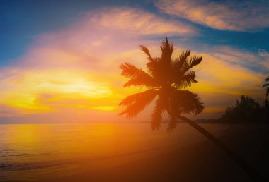 Gün batımında sahilde siluet hindistan cevizi palmiyeleri. Klasik ton.