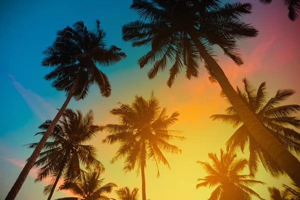 Silhouette coconut palm trees on beach at sunset. Vintage tone. — Stock Photo, Image