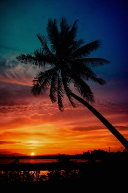 Gün batımında sahilde siluet hindistan cevizi palmiyeleri. Klasik ton.