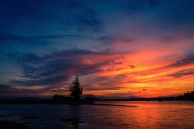 Ağaç günbatımı arka plan denizde plajında silüeti.