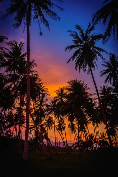 Silhouette cocotiers sur la plage au coucher du soleil. Ton vintage. — Photo