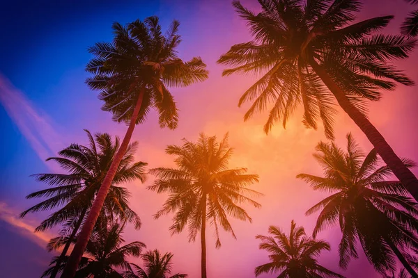 Silhouette coconut palm trees on beach at sunset. Vintage tone. — Stock Photo, Image